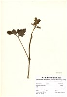 藏品(揚子毛茛(辣子草))的圖片